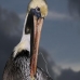 pelican_brown_can_v_0206_mex0216.jpg